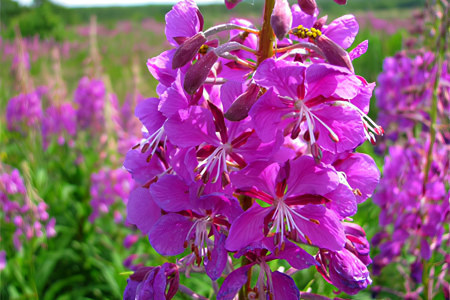 иван чай иван чай