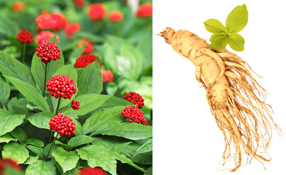 Слева - цветок красного женьшеня, справа - корень Слева - цветок красного женьшеня, справа - корень