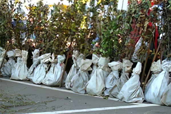 Как правильно выбрать саженец сливы Как правильно выбрать саженец сливы