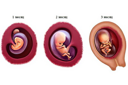 Как развивается ребёнок Как развивается ребёнок