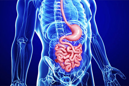 Как работает кишечник Как работает кишечник