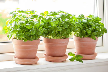 как вырастить базилик как вырастить базилик