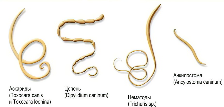 Какие бывают паразиты Какие бывают паразиты