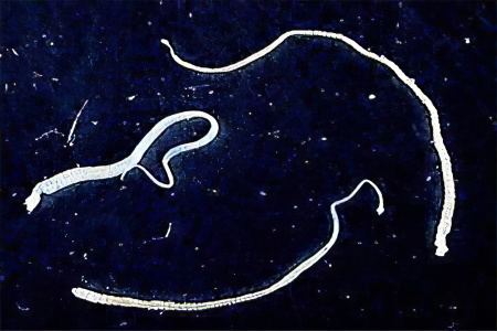 Карликовый цепень Карликовый цепень