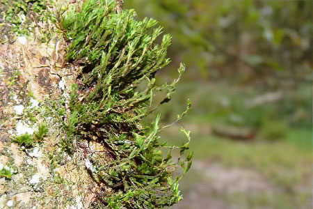 Крифея Крифея