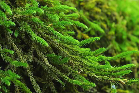 Крифея Крифея