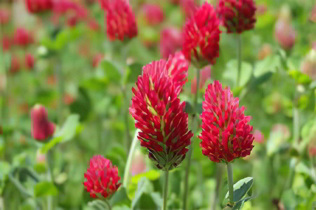 Уменьшить симптомы климакса