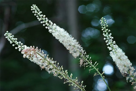 9 полезных свойств клопогона 9 полезных свойств клопогона