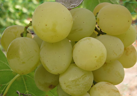 Колобок Колобок