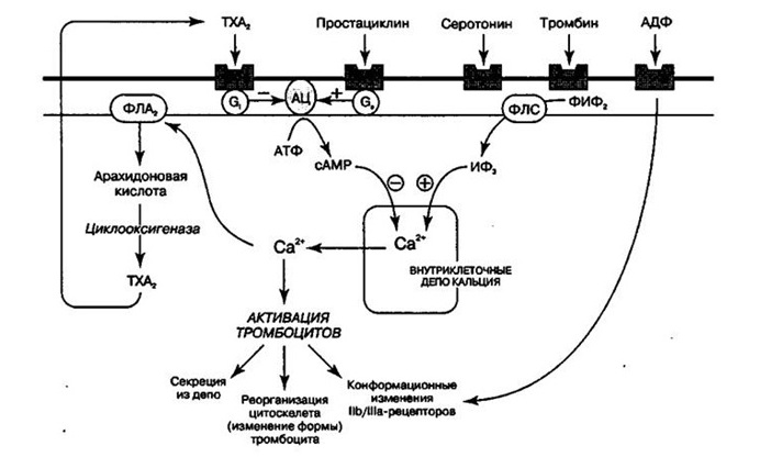 Концентрация клеток Концентрация клеток