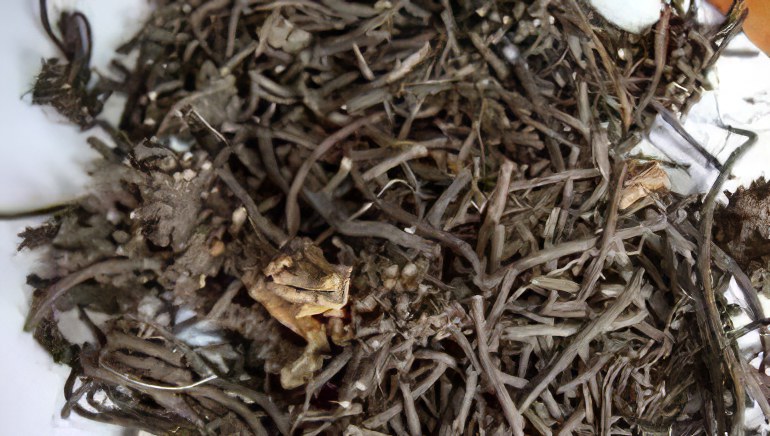 корень морозника корень морозника