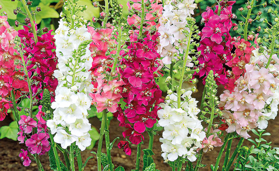 Царский скипетр Царский скипетр