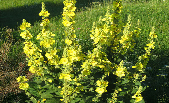 Коровяк скипетровидный Коровяк скипетровидный