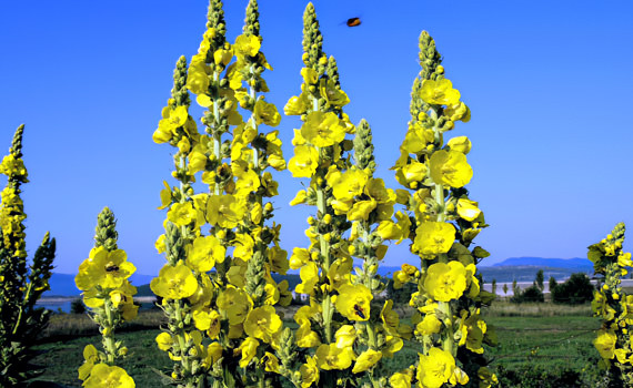 Коровяк обыкновенный (медвежье ухо) Коровяк обыкновенный (медвежье ухо)