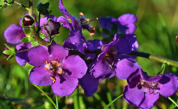 Коровяк фиолетовый Коровяк фиолетовый