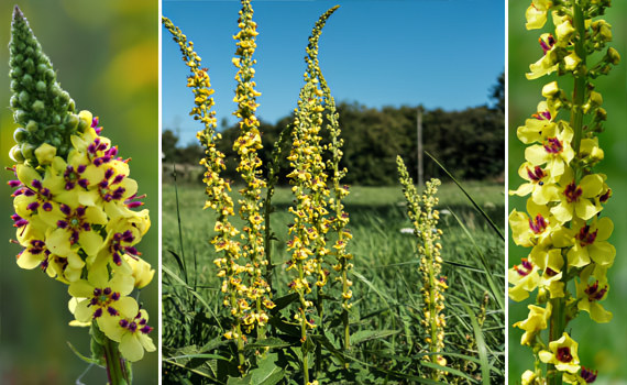 Коровяк чёрный Коровяк чёрный