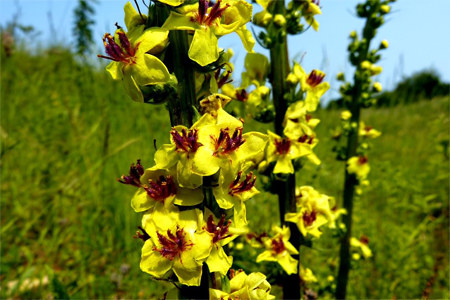 Противопоказания Противопоказания