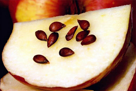 Опасны ли семечки яблока Опасны ли семечки яблока