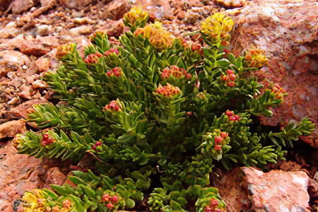 красная щётка красная щётка