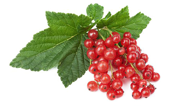 Красная смородина Красная смородина