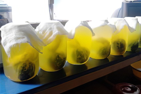 Квас на чистотеле Квас на чистотеле