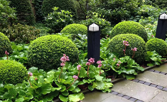 Бадан в ландшафтном дизайне Бадан в ландшафтном дизайне