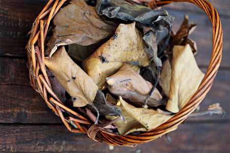 Лечебные свойства бадана Лечебные свойства бадана