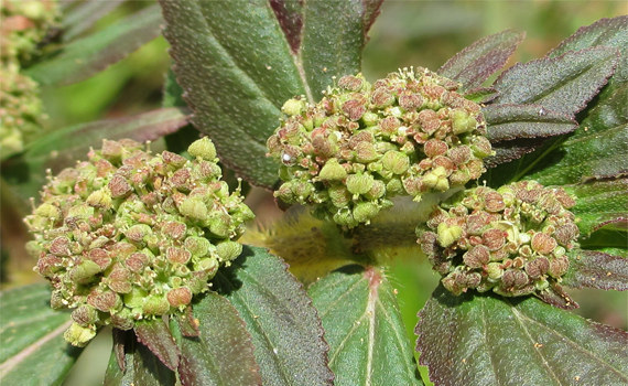 Сорт E. hirta Сорт E. hirta