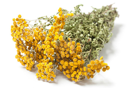 Лечение пижмой Лечение пижмой