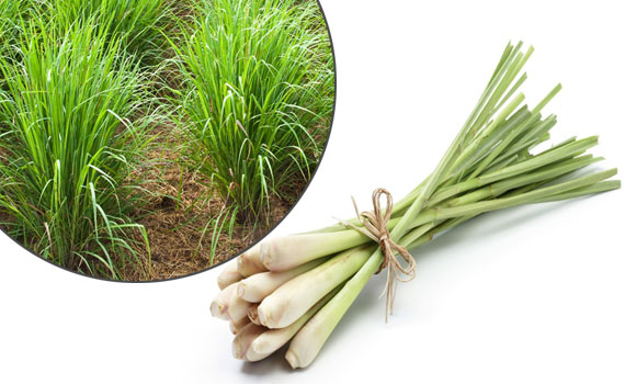 Лемонграсс Лемонграсс