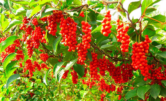 Ягоды и лианы лимонника Ягоды и лианы лимонника