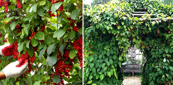 Лимонник в саду Лимонник в саду