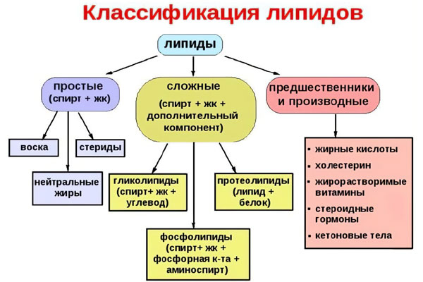Классификация липидов Классификация липидов