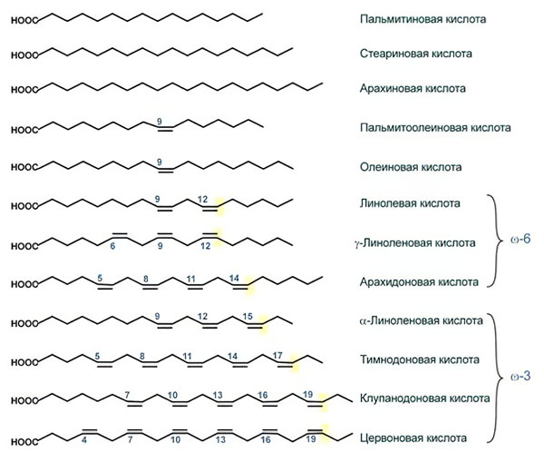 Насыщенные и ненасыщенные жиры Насыщенные и ненасыщенные жиры
