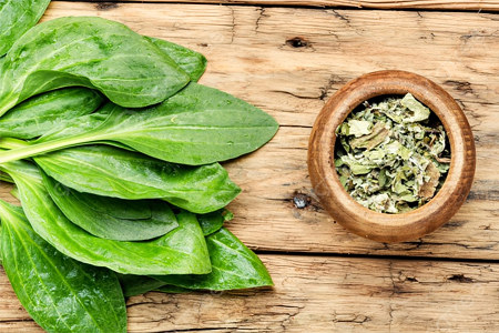 Листья подорожника Листья подорожника