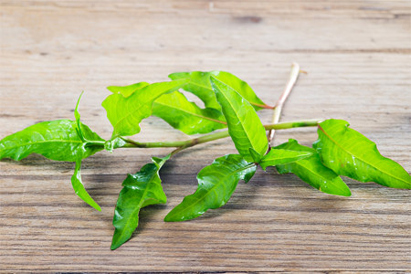 Водяной перец Водяной перец
