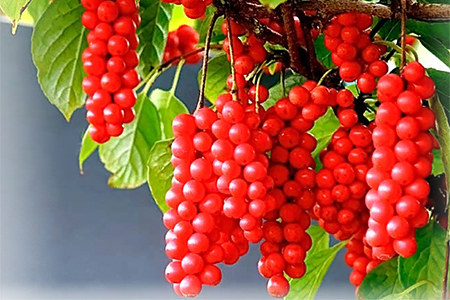 Рецепт с лимонником Рецепт с лимонником