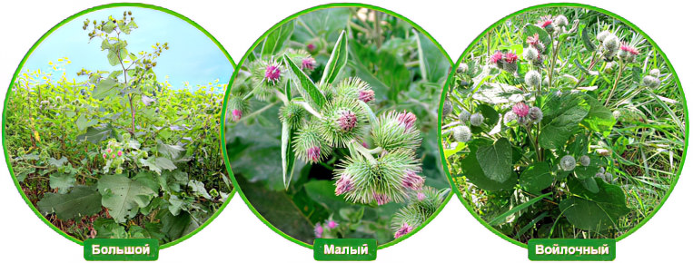 Виды лопуха Виды лопуха