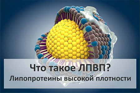 ЛПВП ЛПВП