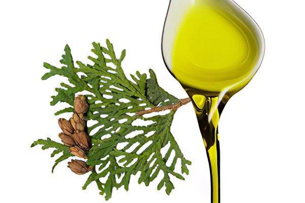 Масло туи Масло туи