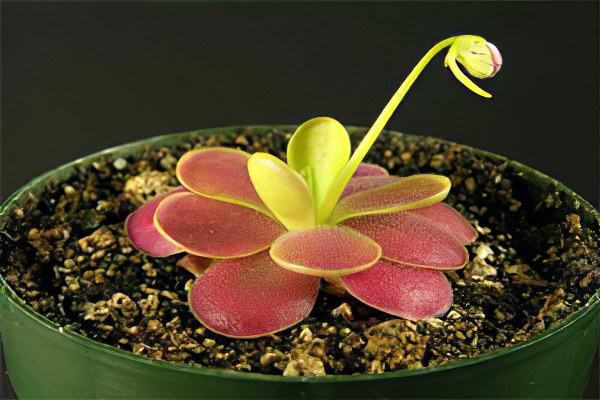 Механизм поимки насекомых Механизм поимки насекомых