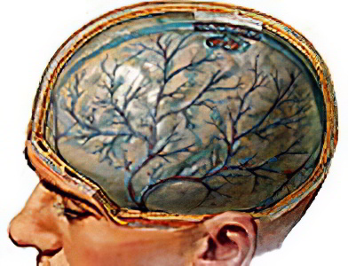 головной мозг головной мозг