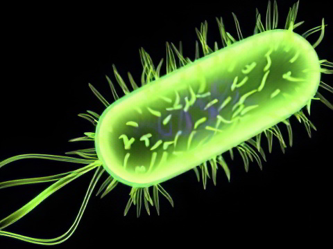 вирус менингита вирус менингита