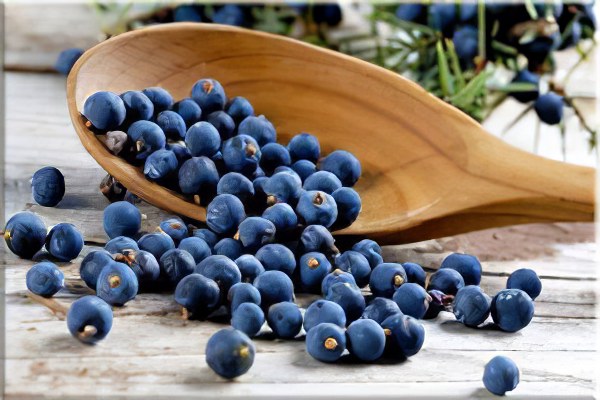 Применение можжевельника казацкого в медицине Применение можжевельника казацкого в медицине