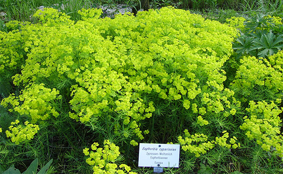 Кипарисовый Кипарисовый