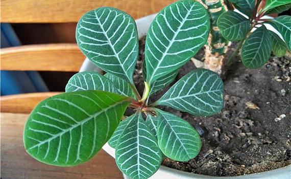 Беложильчатый Беложильчатый