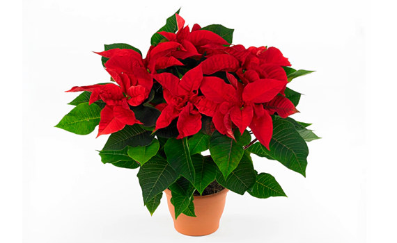 Красивейший Красивейший