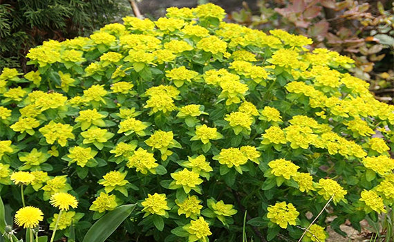 Многоцветковый Многоцветковый