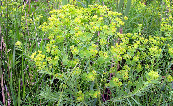 Как выглядит молочай Как выглядит молочай