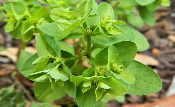 Огородный Огородный